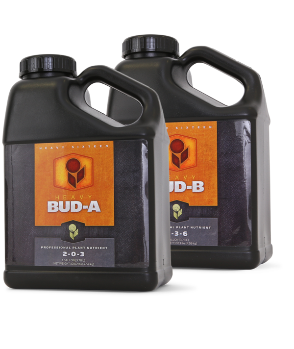 Heavy 16 Bud B 2.5 Gallon (10L), 2/cs