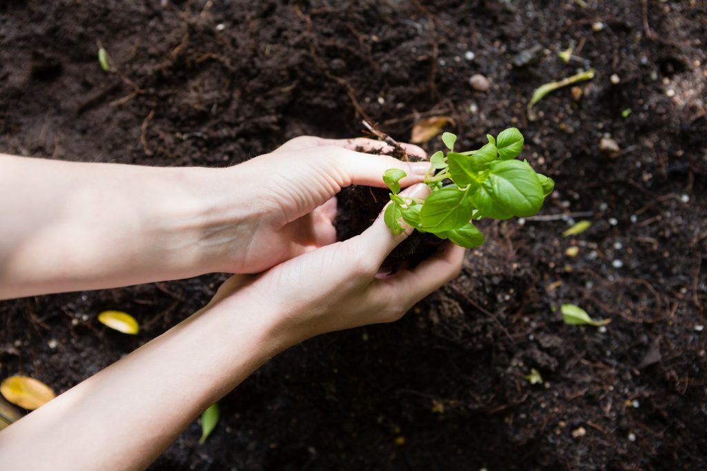 Peat Moss vs. Coco Coir - The Difference Between Peat & Coir