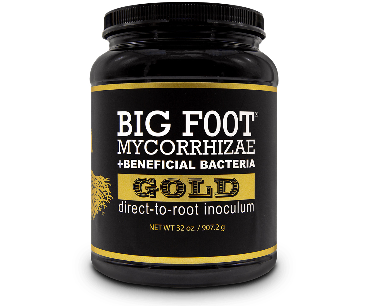 BIG FOOT GOLD (32 oz)